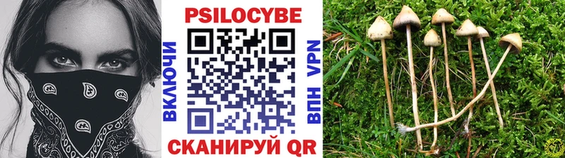 как найти   Миньяр  Псилоцибиновые грибы Psilocybine cubensis 